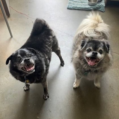 Woody and Bear at the shelter