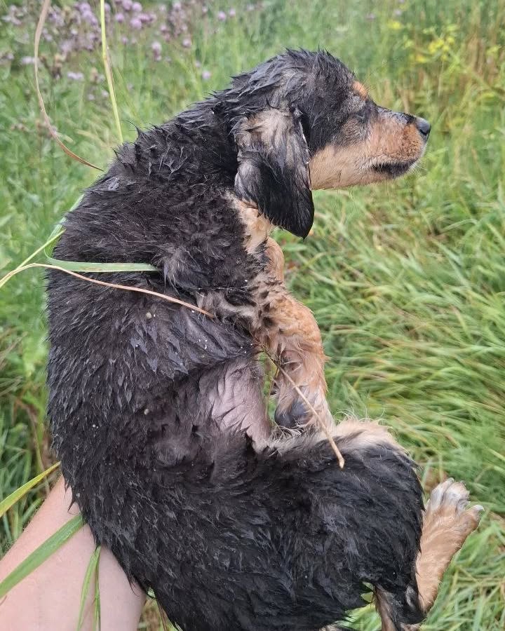 Old factory dog