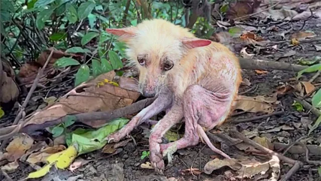rescue dog after discovery