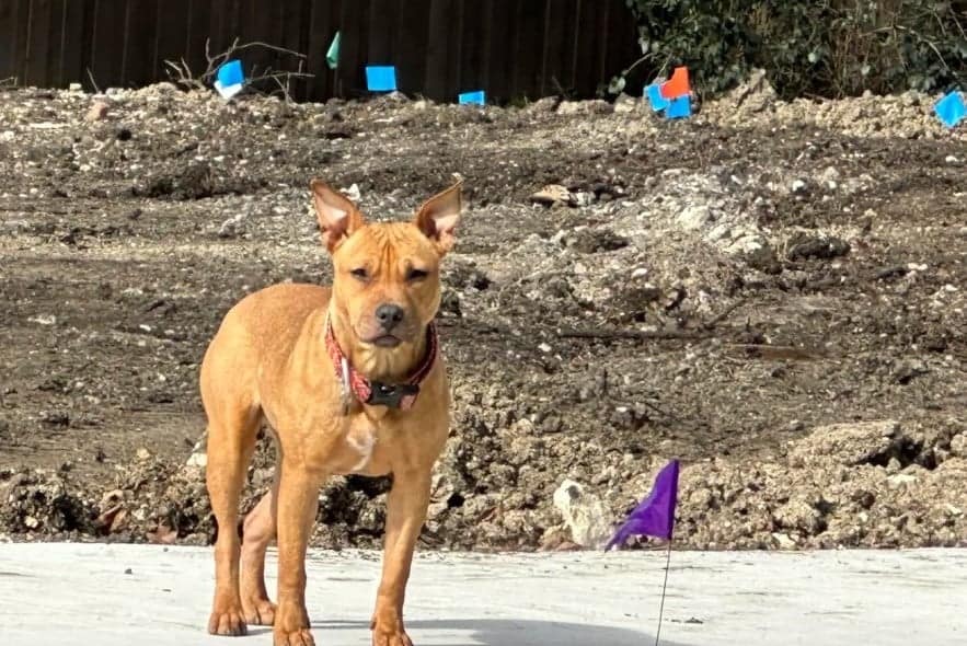 Dog walking after rescue
