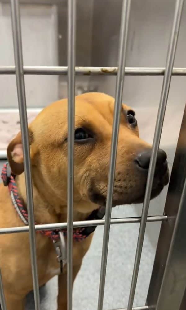Brown shelter dog sitting patiently