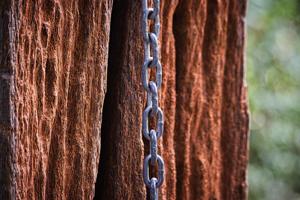 Dog chained to a tree
