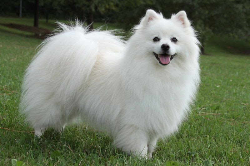 white fluffy dog