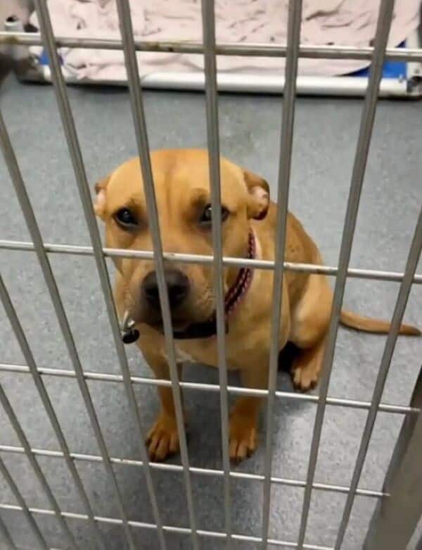 Dog in kennel, later adopted