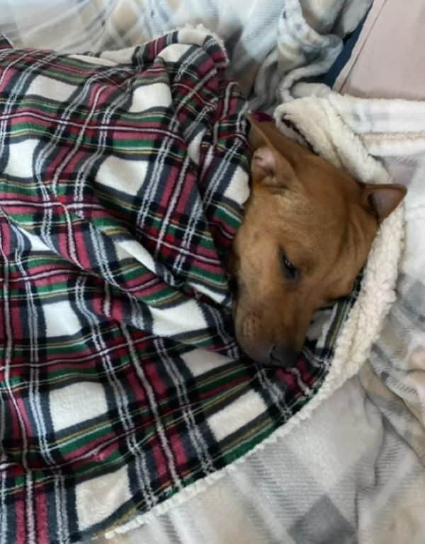 Dog lying in a blanket, content