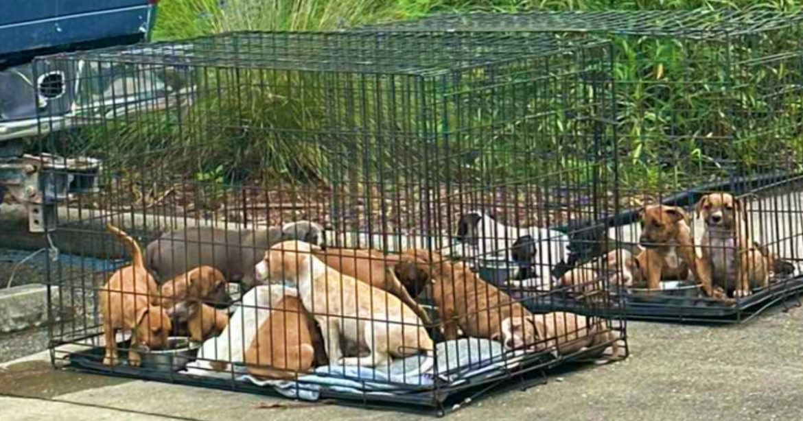 Puppies in crates