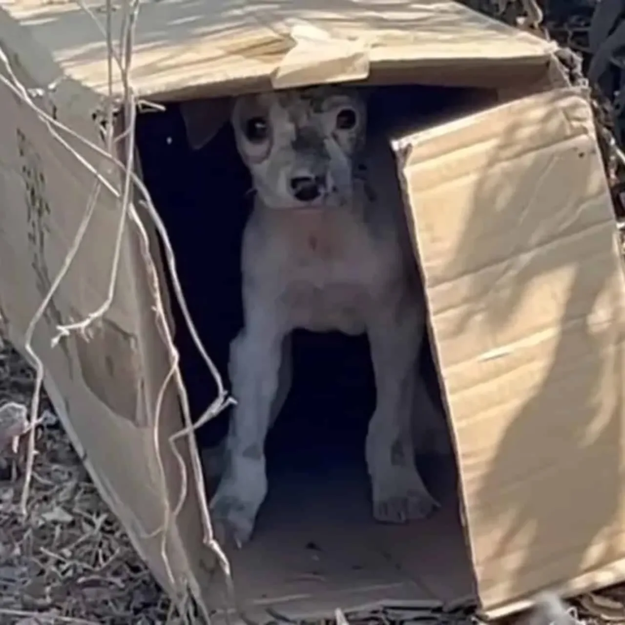 Cardboard Sanctuary