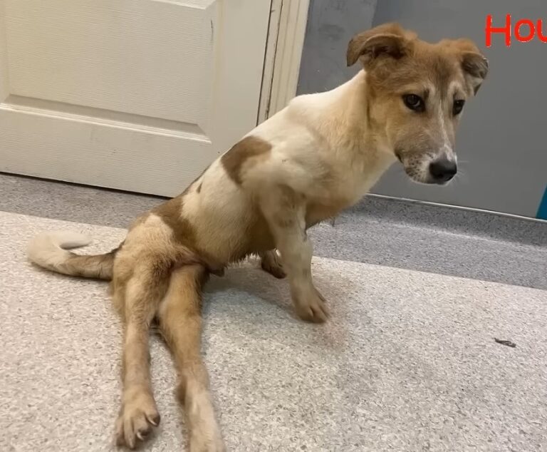 Lucky after surgery