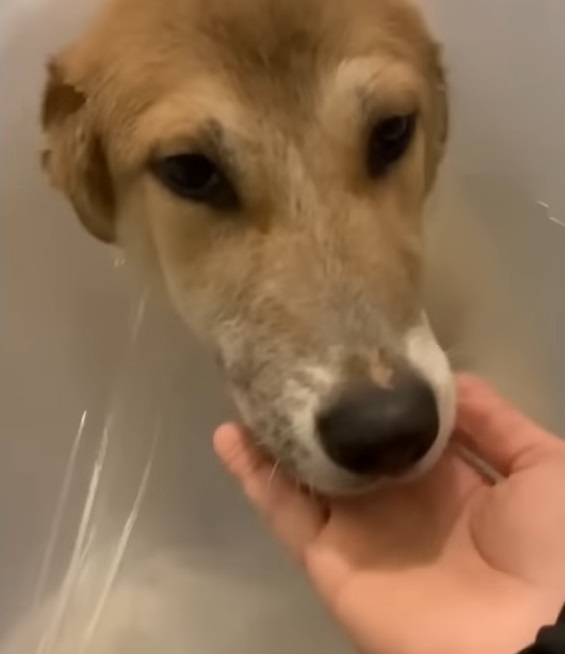 Lucky playing with other dogs