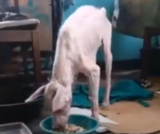 Rudy after recovery