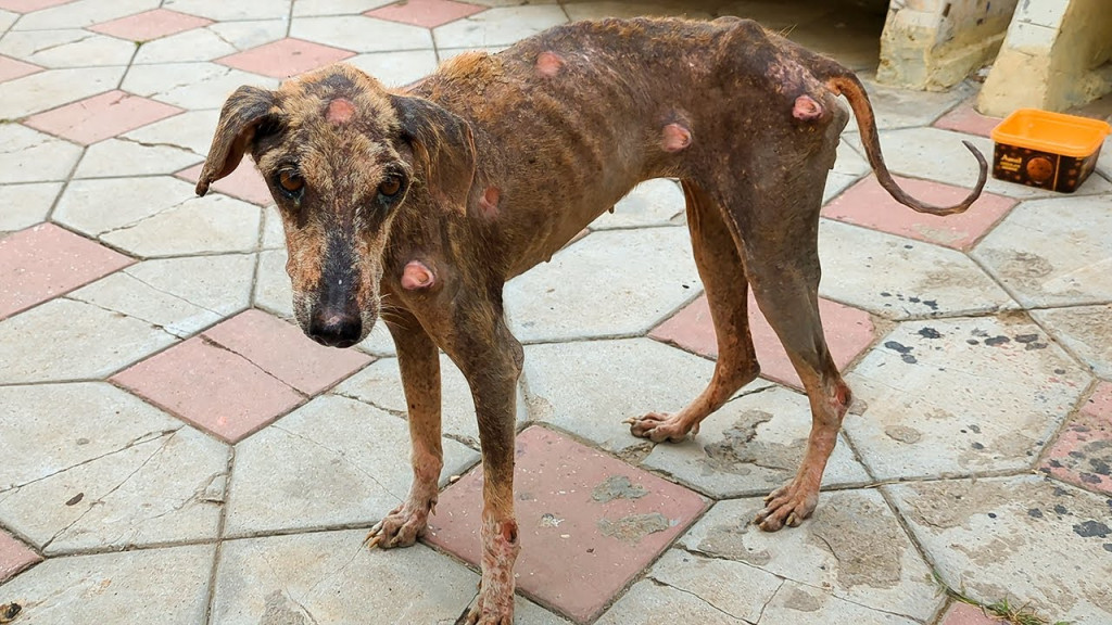 rescue dog initial photo