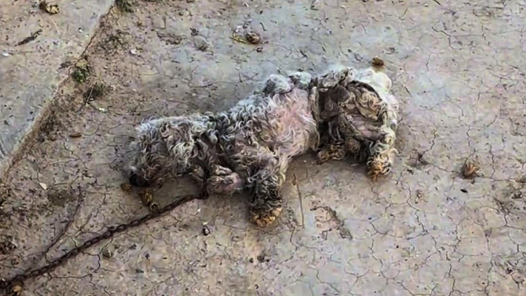 Abandoned dog with eye infection