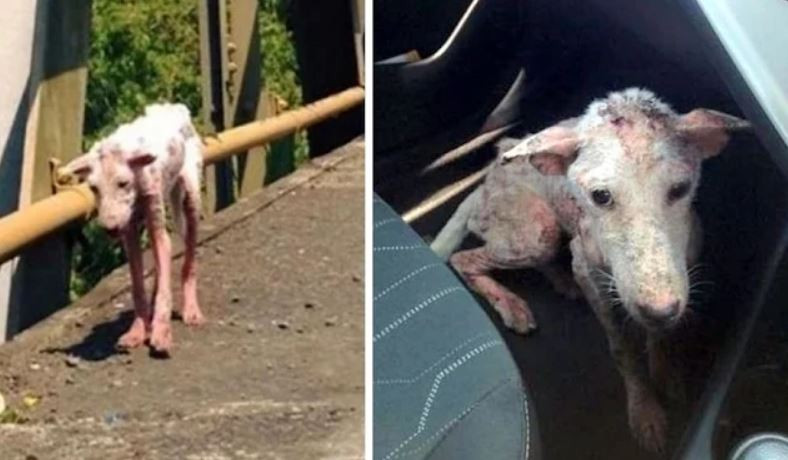 stray dog being helped