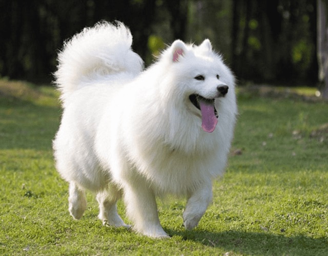 fluffy dog image
