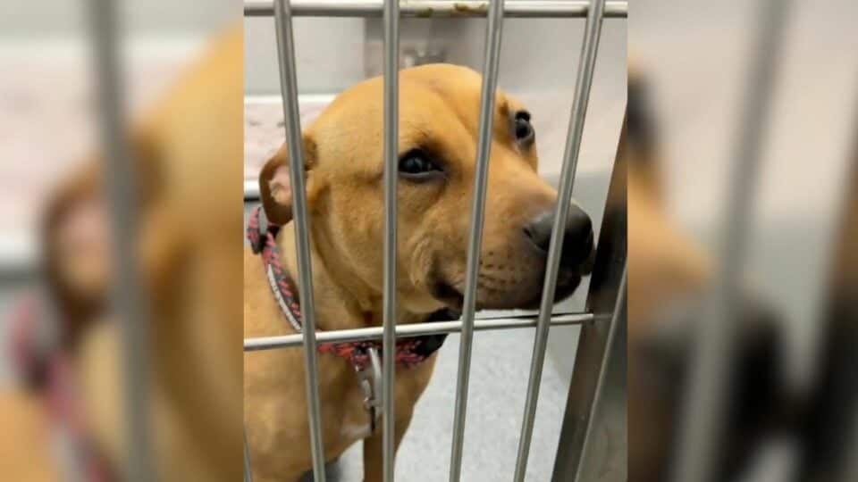 Shelter dog smiling at kennel