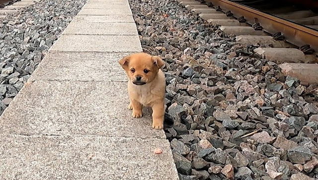 calm puppy by bowl