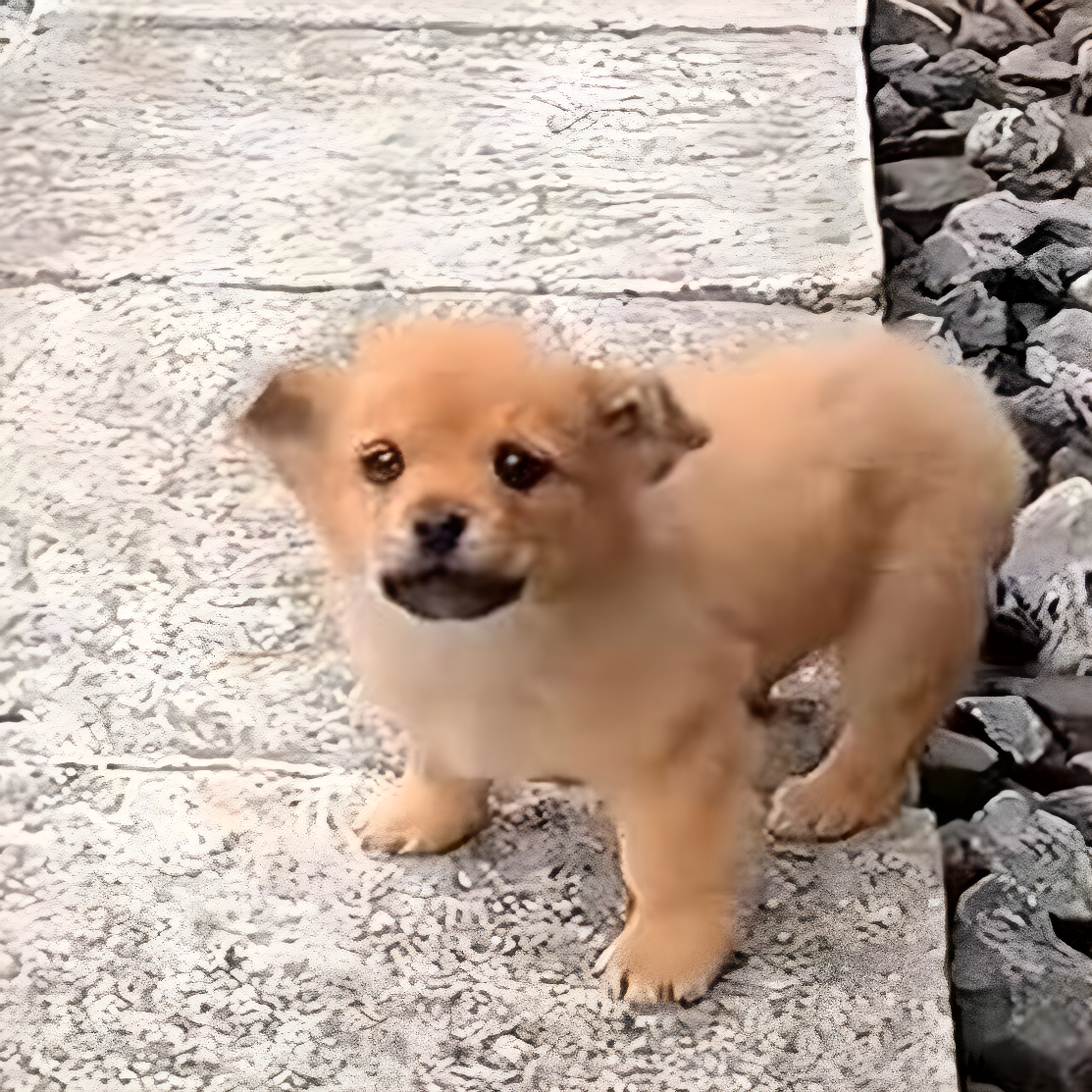 puppy near tracks