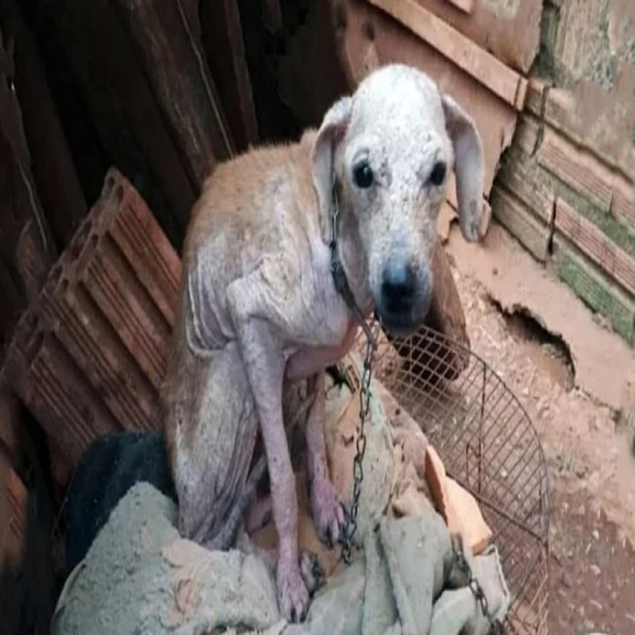 Rescue and Redemption