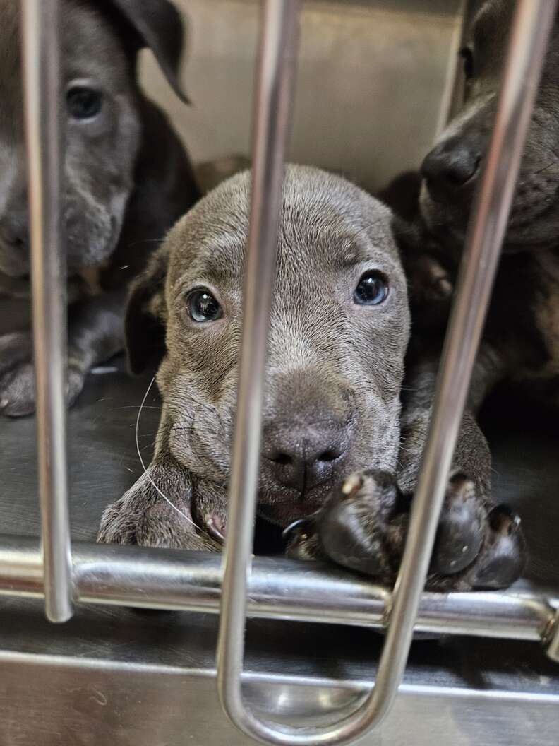 Puppies at GPSPCA