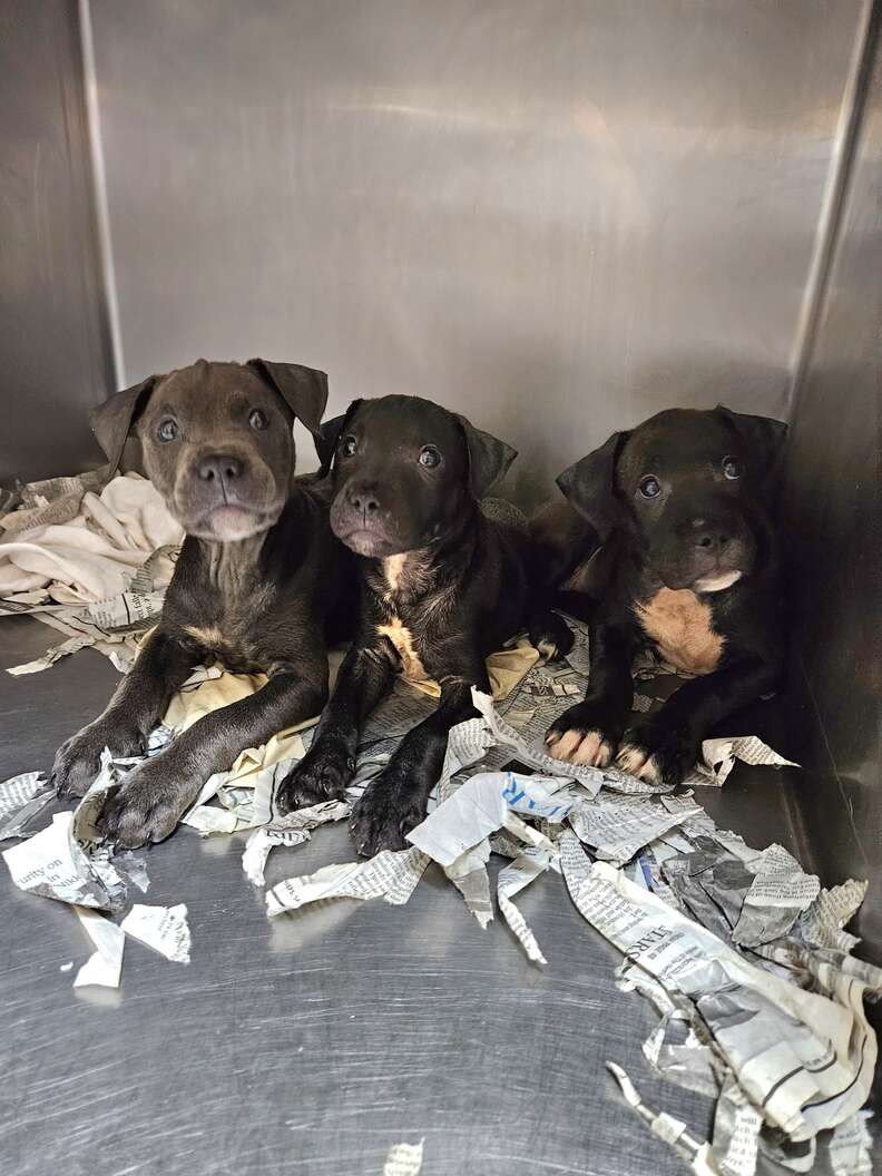 Group of puppies