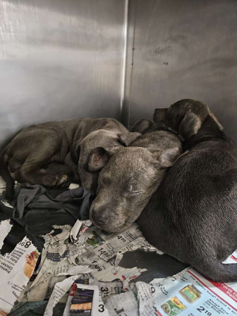 Puppies sleeping