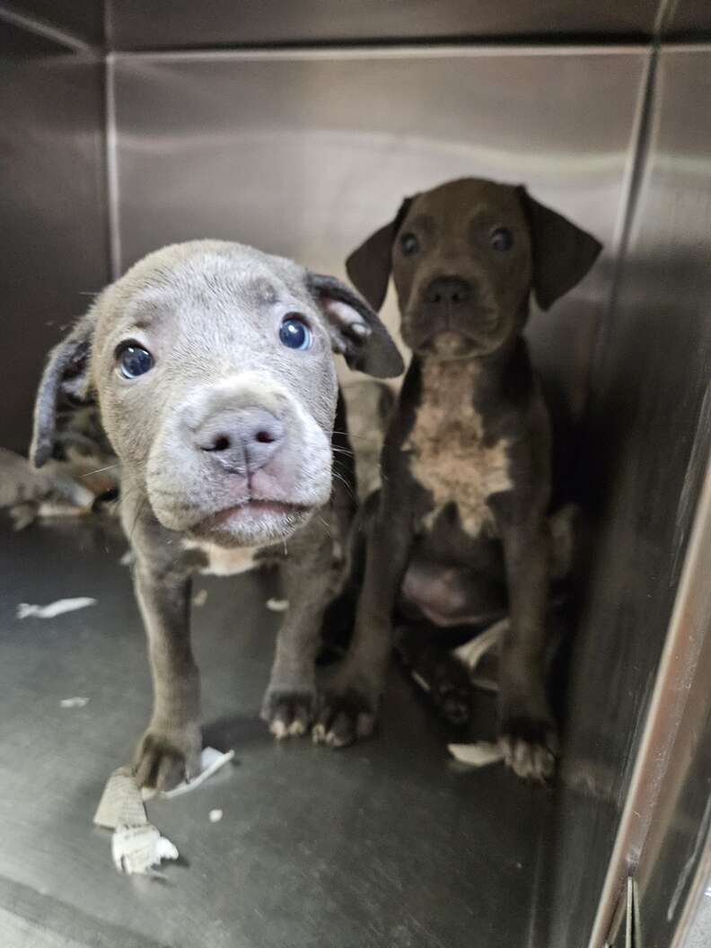 Puppies playing