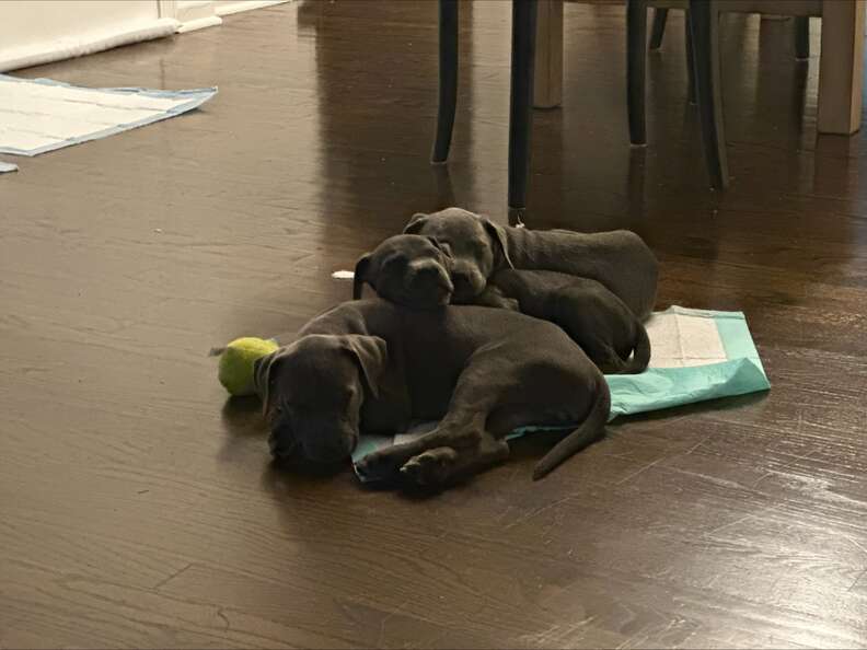 Puppies together