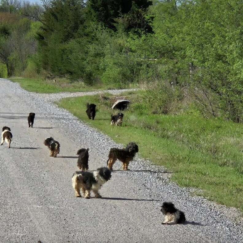 Dogs on road
