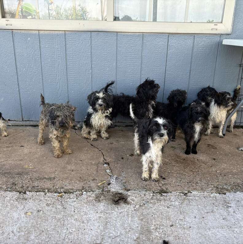 Puppies in rescue care