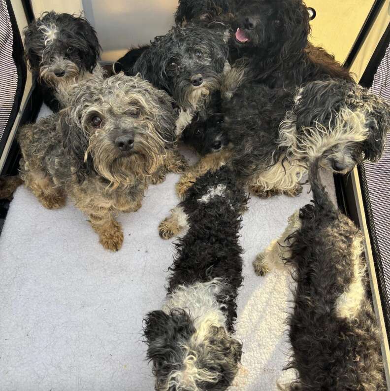 Puppies cuddling