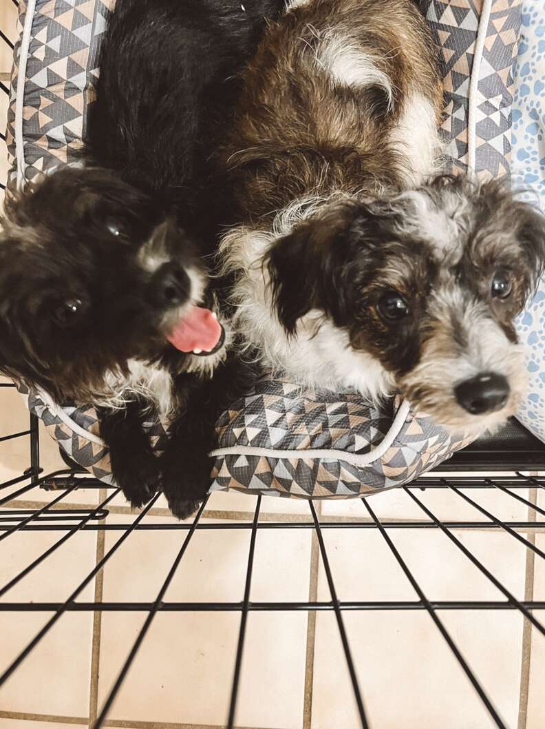 Puppies playing outside