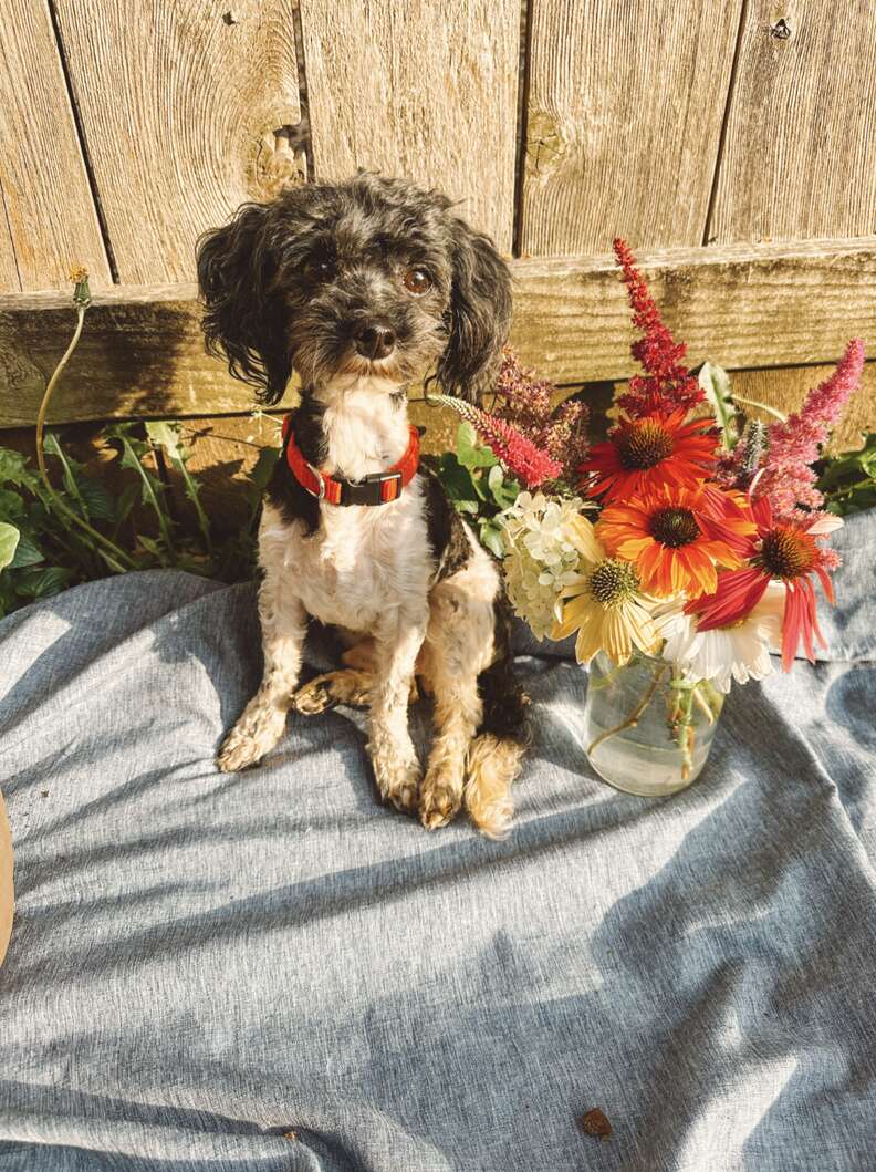 Puppies sitting together
