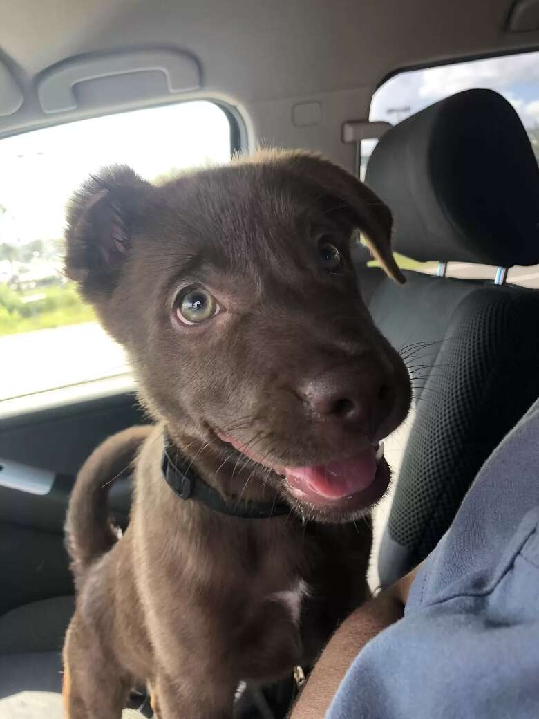 Ginger the dog