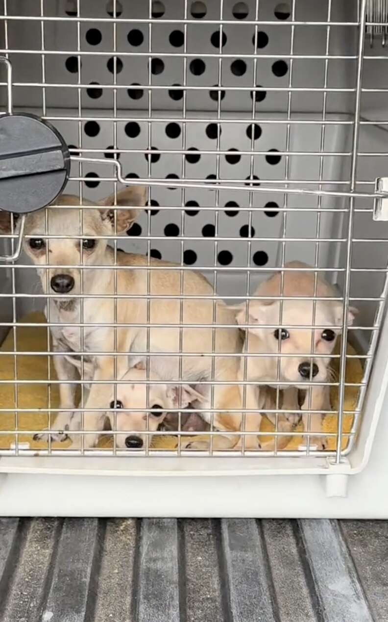 Dogs in cage