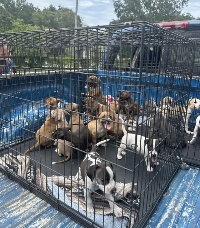 Puppies being cared for