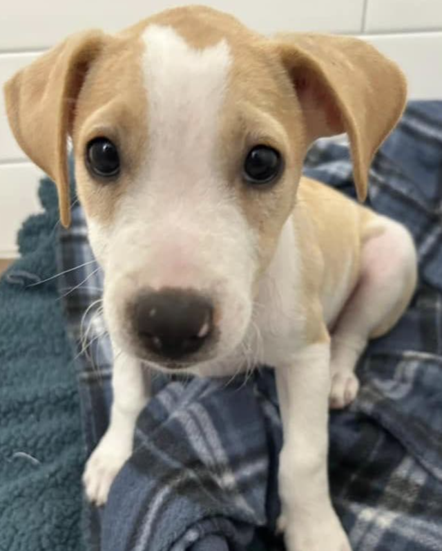 Volunteers with puppies
