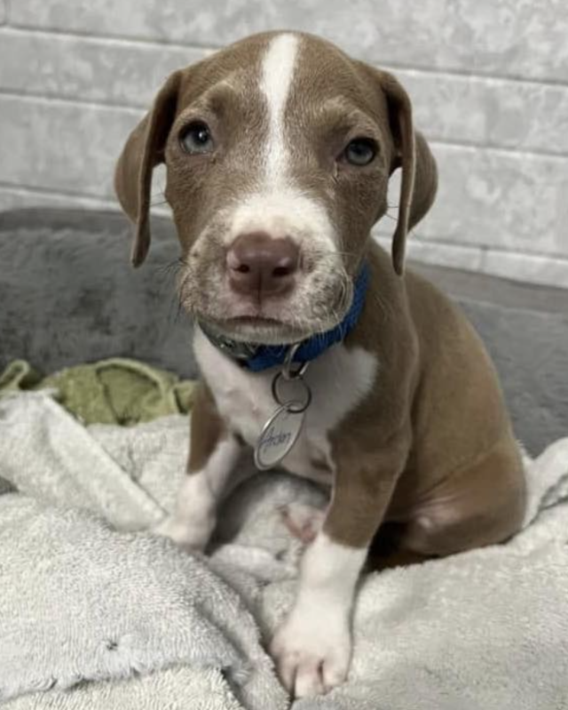 Puppy close-up