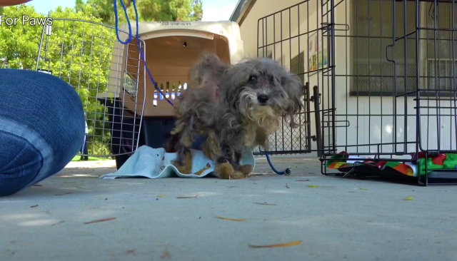 Maggie Mae before rescue