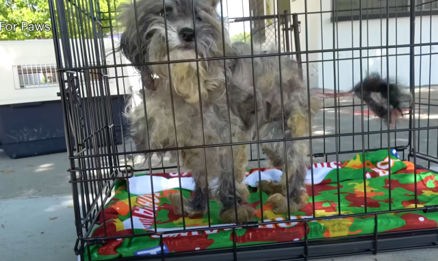 Grooming Maggie Mae