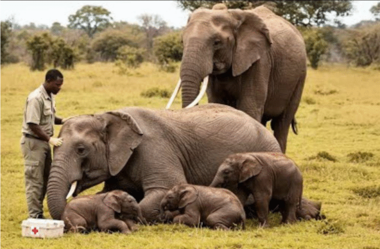 elephant twins with herd