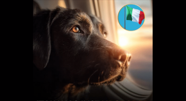 dog on plane