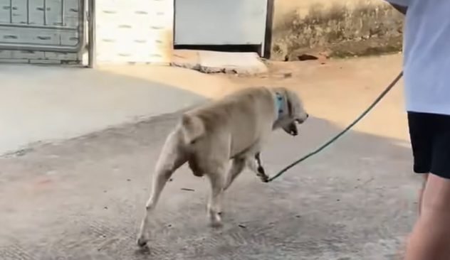 Dabai running free