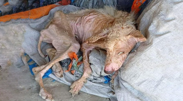 Rudy in critical condition