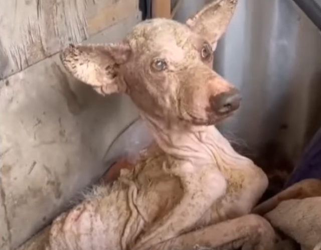 Rudy receiving treatment