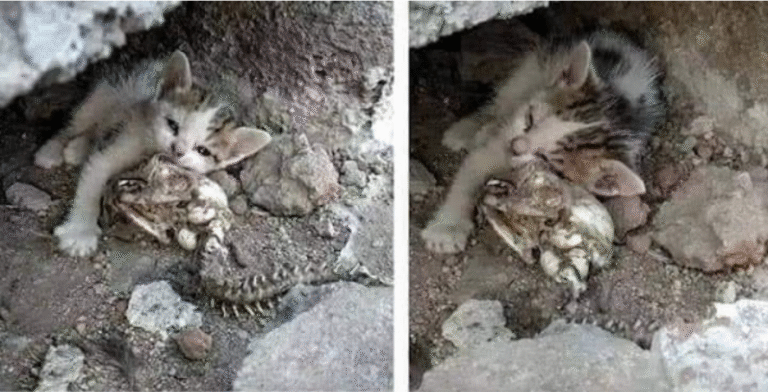 kitten beside mother