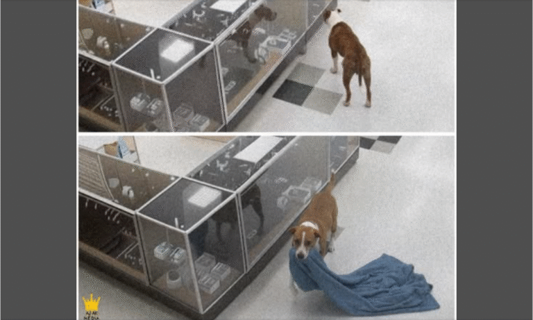 dog dragging a blanket