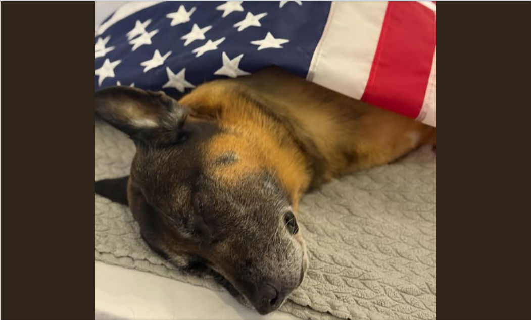 K9 Bragi photo