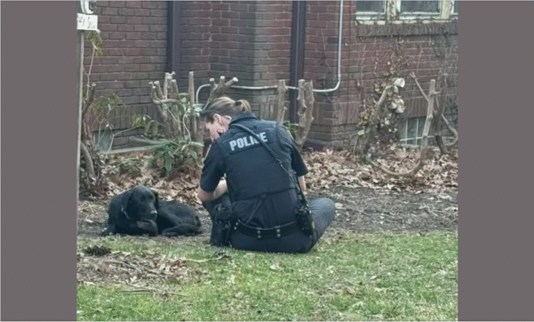 stray black dog