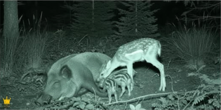trail camera footage of wild boar den
