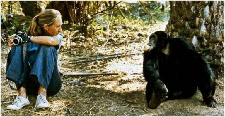 Jane Goodall portrait